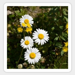 A grouping of springtime daisies Sticker